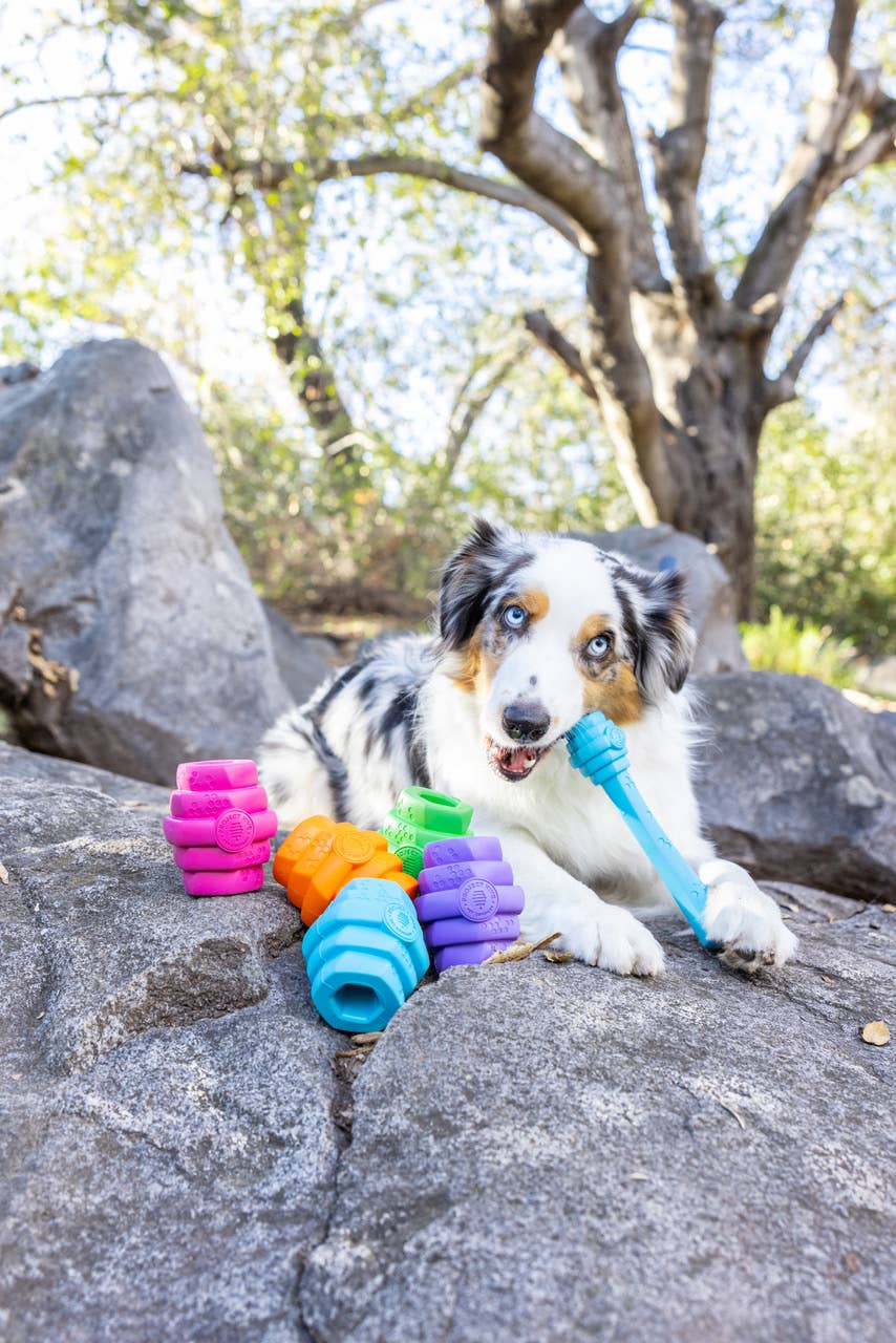 Project Hive Pet Company - Hive Chew Dog Toys-Large/Mixed Scent Collection