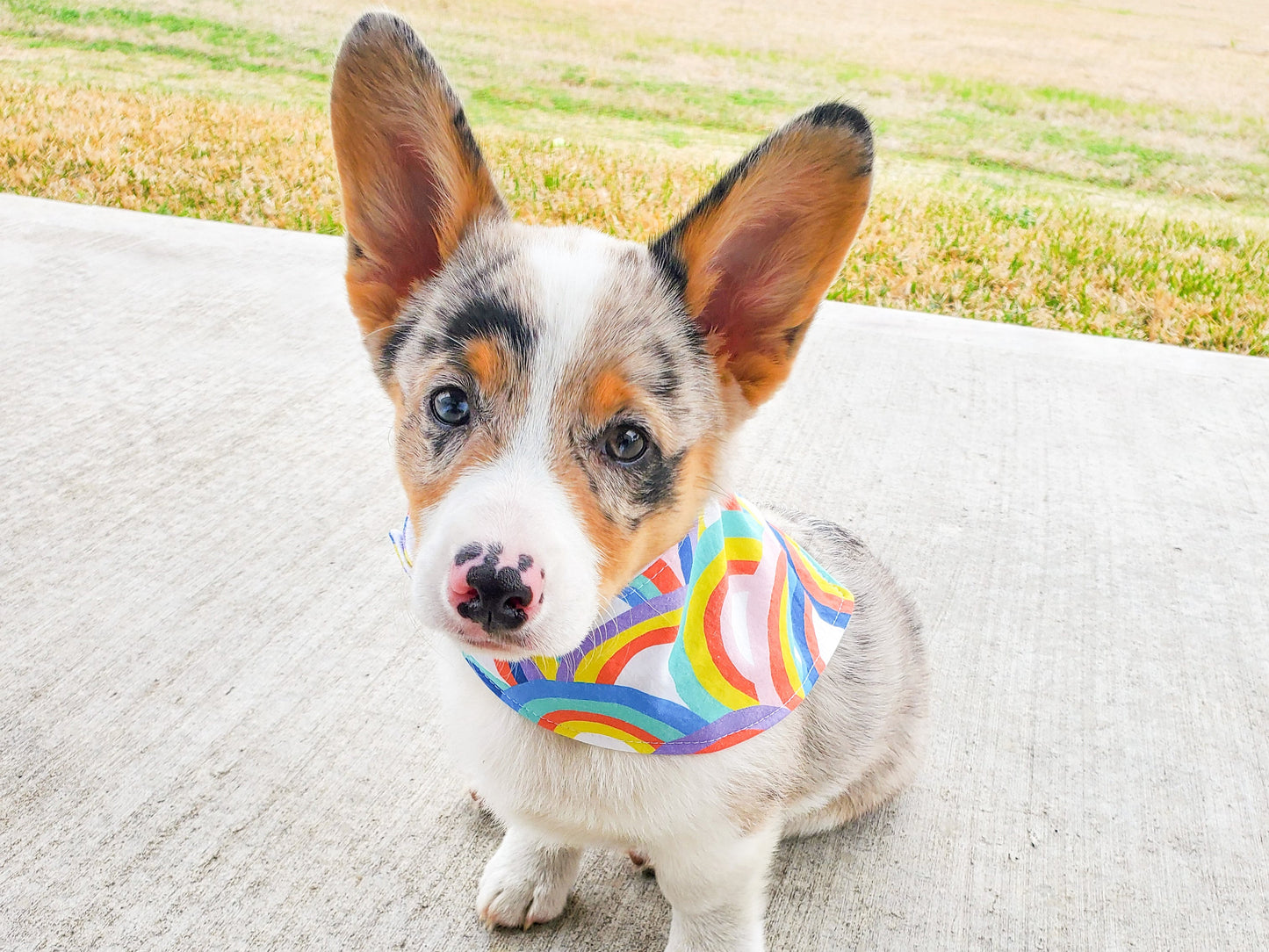 "Barkday on Pink" Dog Bandana