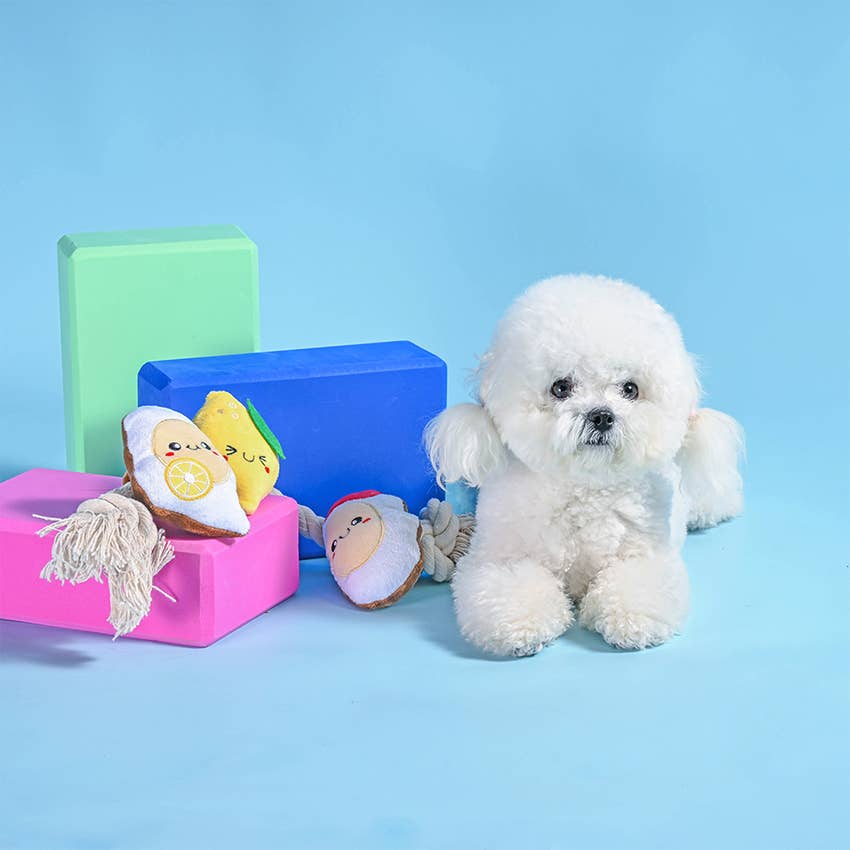 Hugsmart Products Inc - HugSmart Pet - Beach Daze | Seaside Oyster - Dog Rope Toy