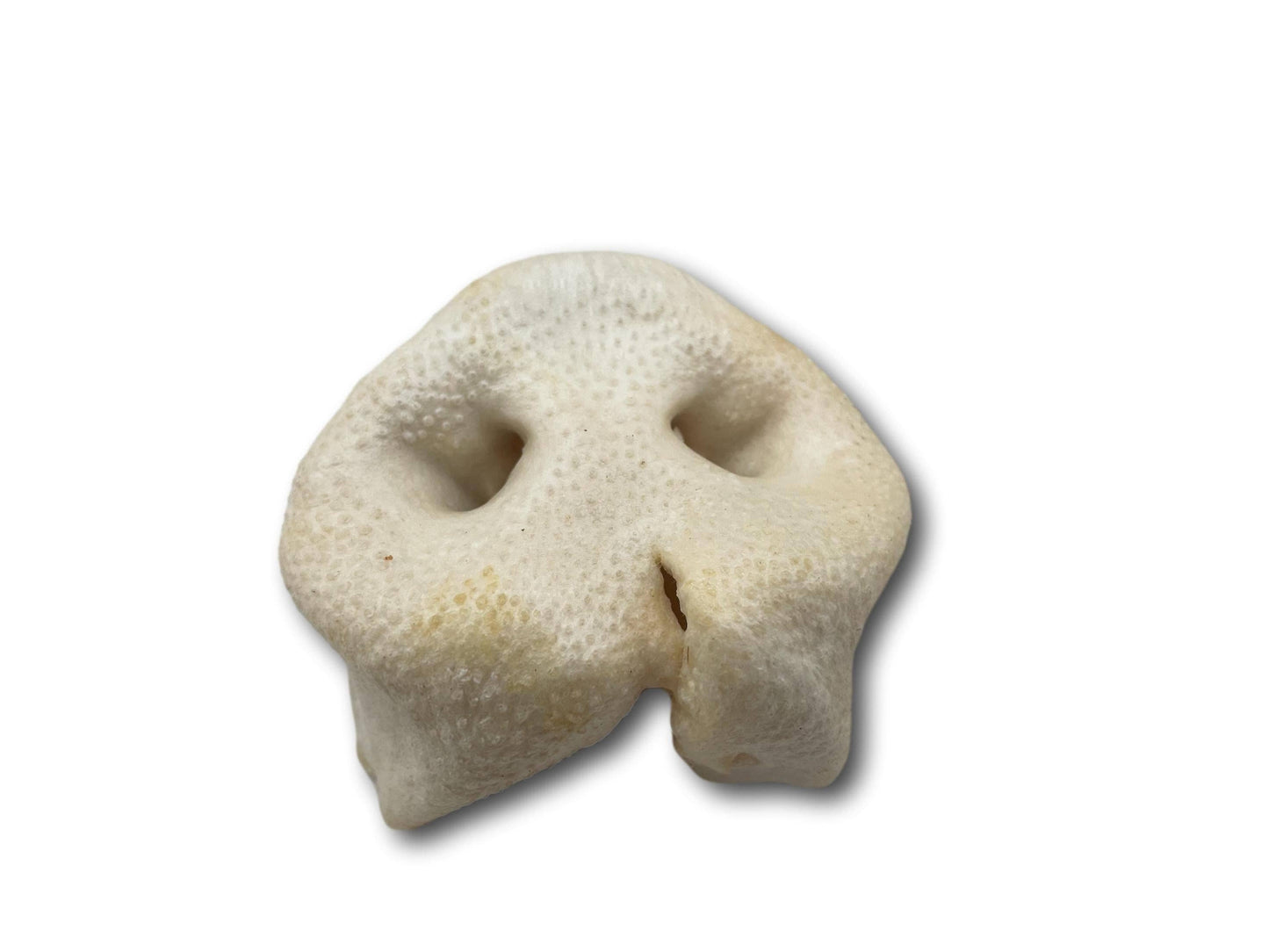 Healthy Dog Chews - Pig Snout (PE0101SN) - Single
