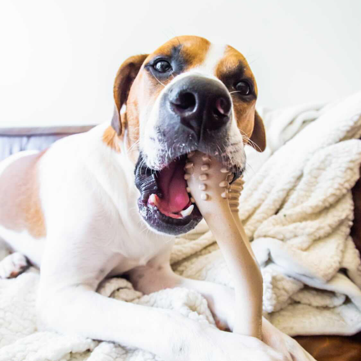 BetterBone Natural Dog Chews - BetterBone SOFT- All-Natural, Safer on Teeth, Sustainable - Beef / Small (dogs under 25 lbs)