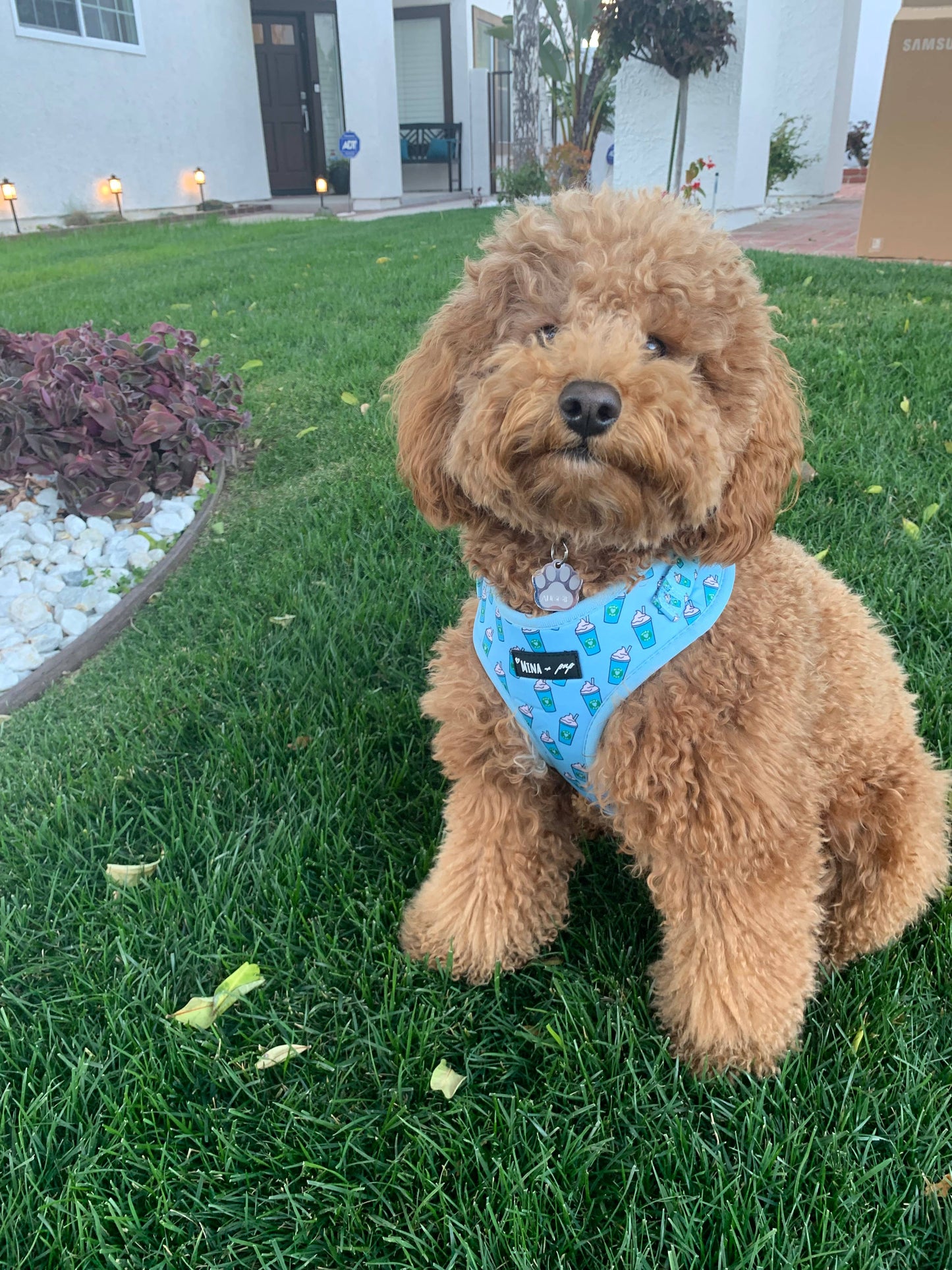 Mina + Pup - Blue Pupshake Adjustable Dog or Cat Harness