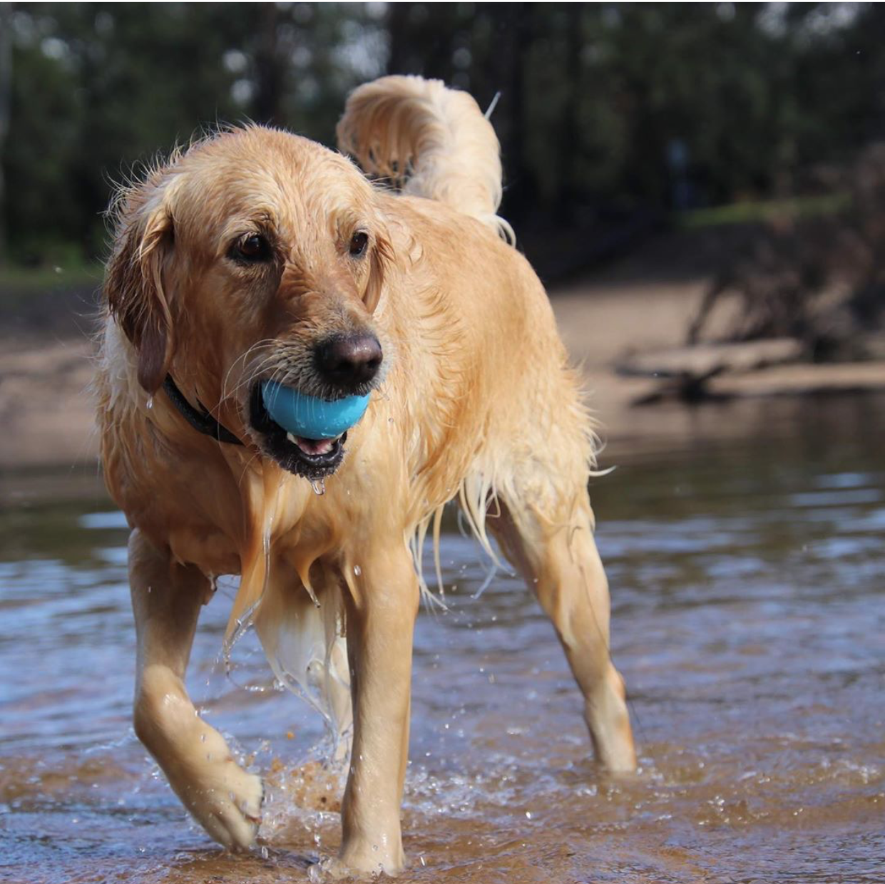 SodaPup - Wag Ball Durable Synthetic Rubber Chew & Retrieving Toy