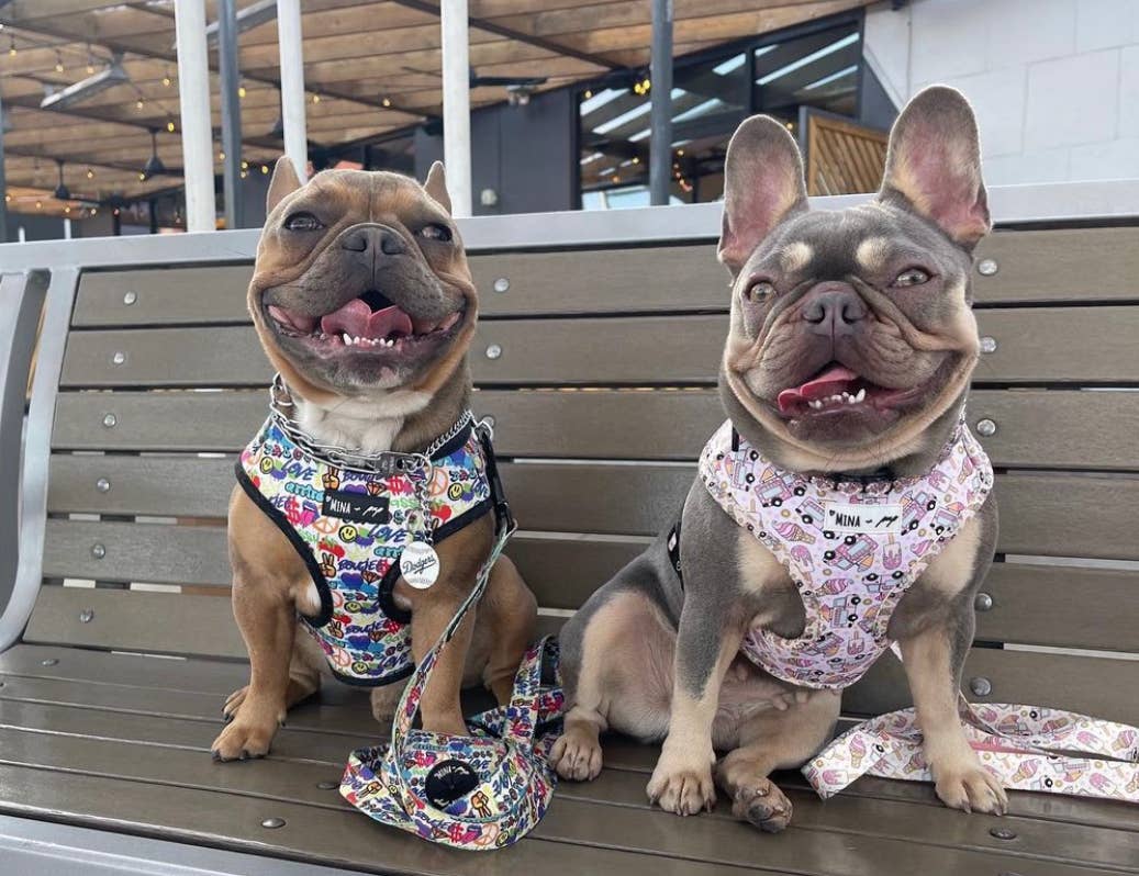 Mina + Pup - Ice Cream Dreams Adjustable Dog and Cat Harness