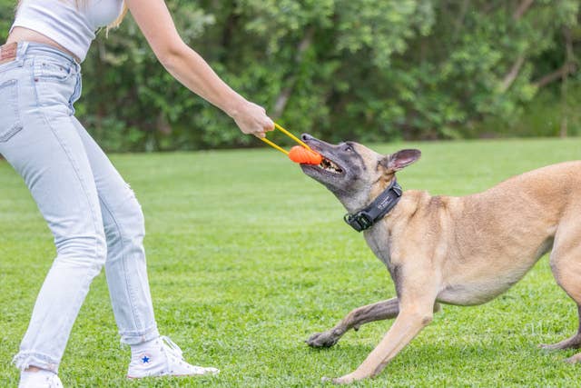 Project Hive Pet Company - Hive Zoomer Dog Toy Launcher & Looped Ball Combo Pack