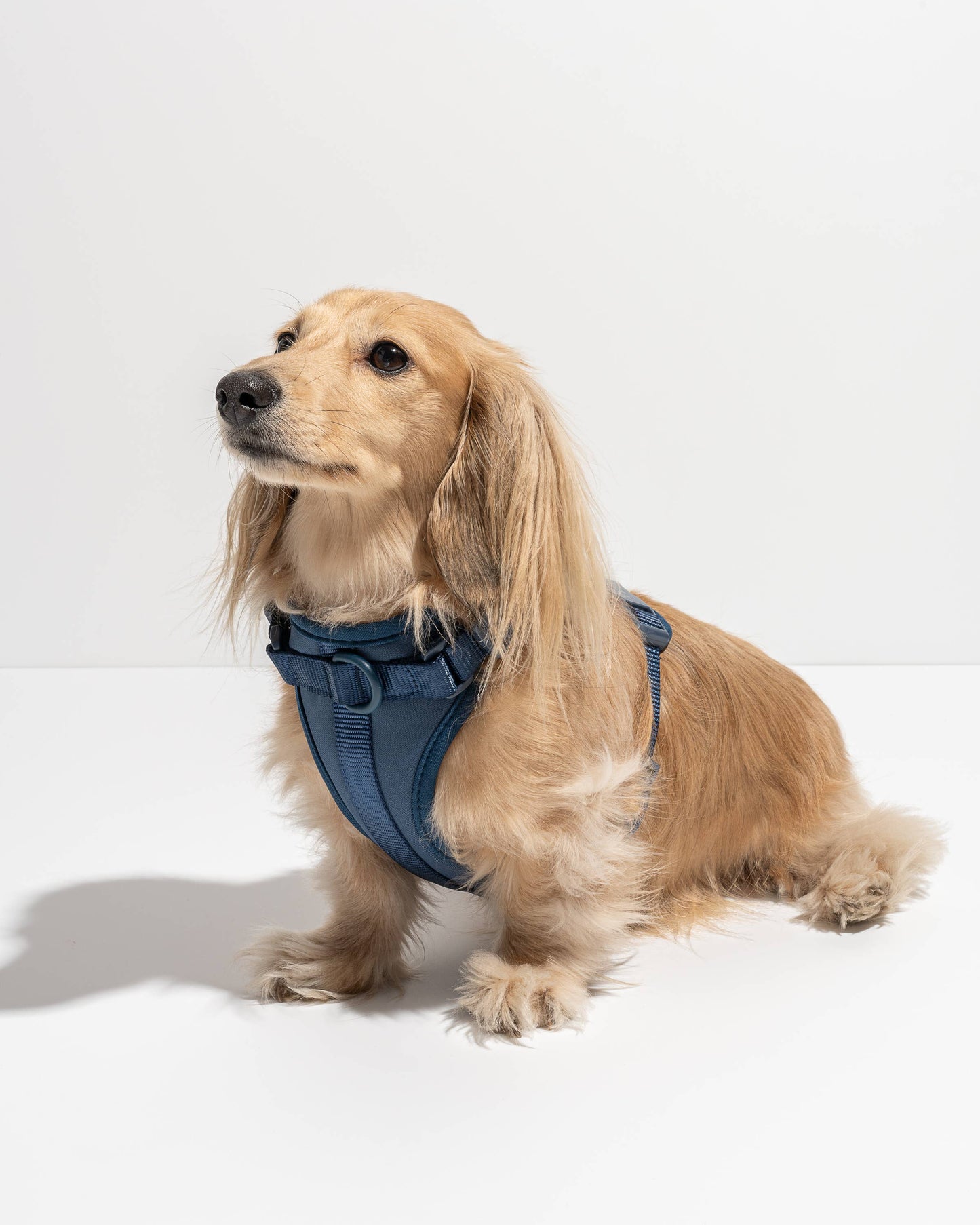 Wild One - Adjustable Comfort Dog Harness - Black