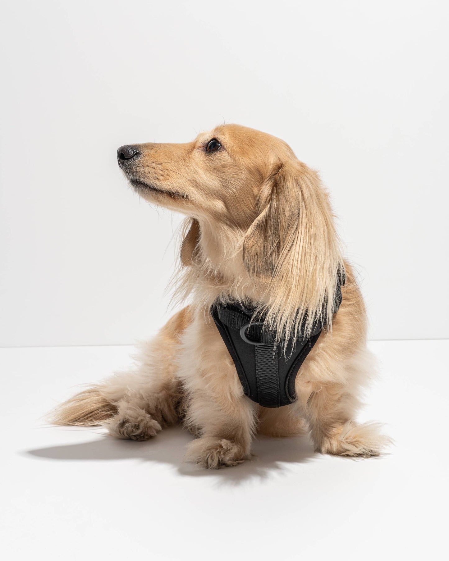 Wild One - Adjustable Comfort Dog Harness - Blush / LARGE