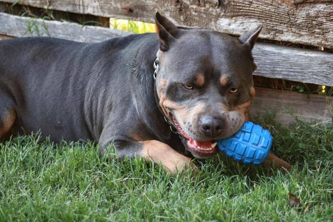 SodaPup - USA-K9 Grenade - Chew Toy - Treat Dispenser - Blue - Blue / Medium