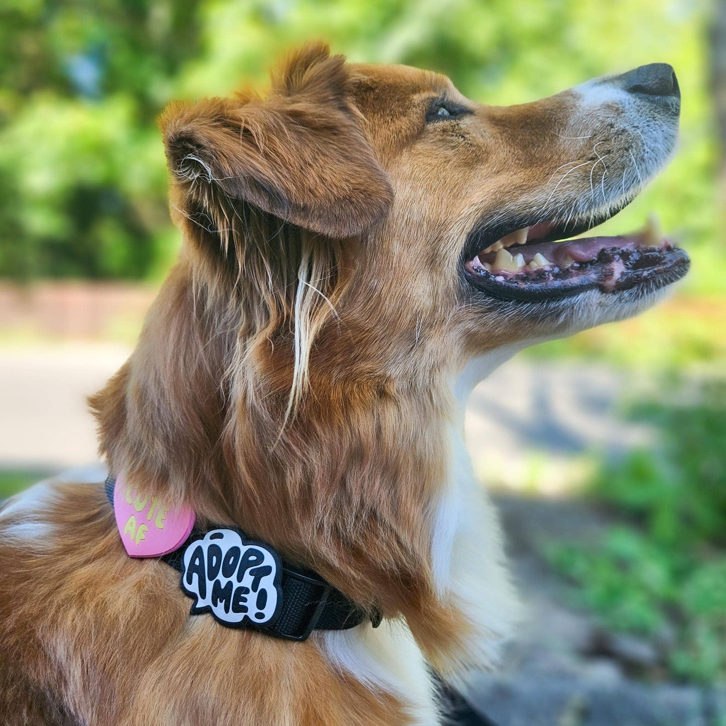 Jiby Dog Crew - Adopt Me Jiby