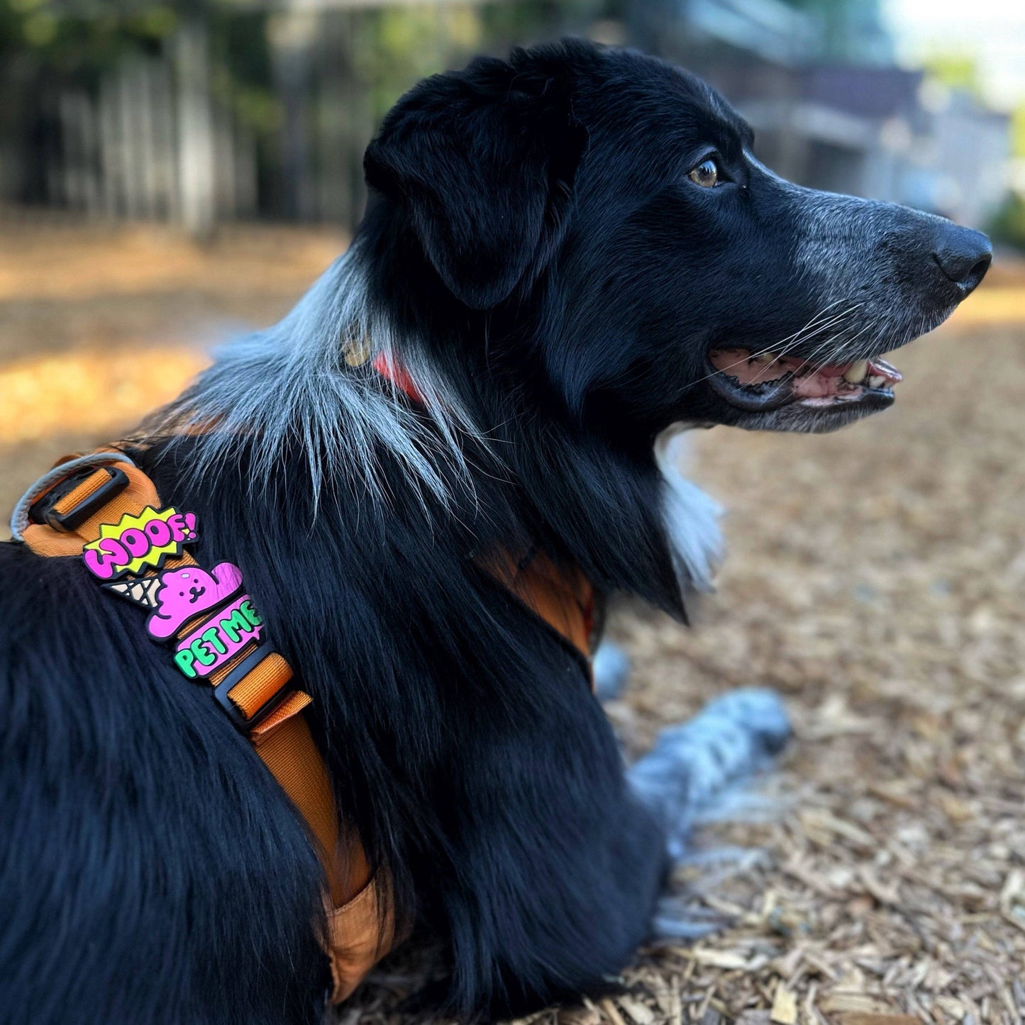 Jiby Dog Crew - Pet Me Dog Jiby