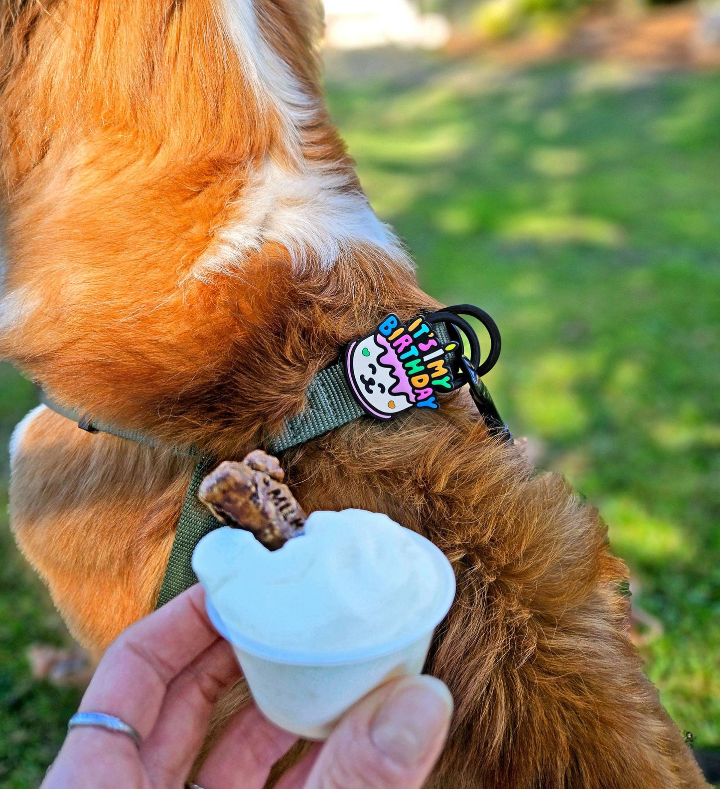 Jiby Dog Crew - Birthday Dog Jiby