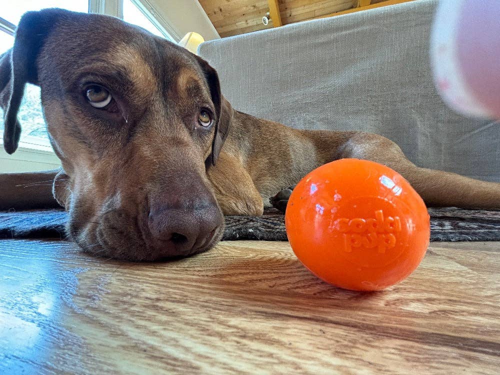 SodaPup - Squeak Ball Ultra Durable PUP-X Squeaking, Chewing, Floating & Retrieving Ball - Large Squeaker Ball - glow in the dark