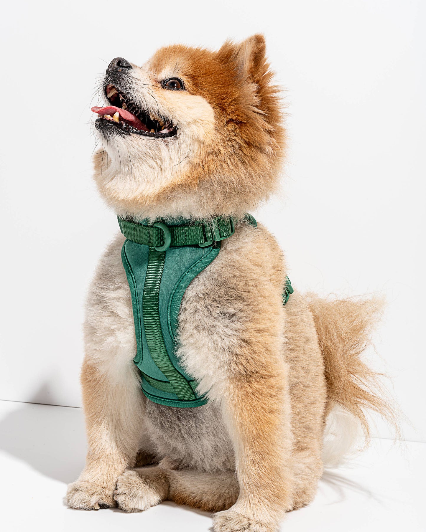 Wild One - Adjustable Comfort Dog Harness - Spruce