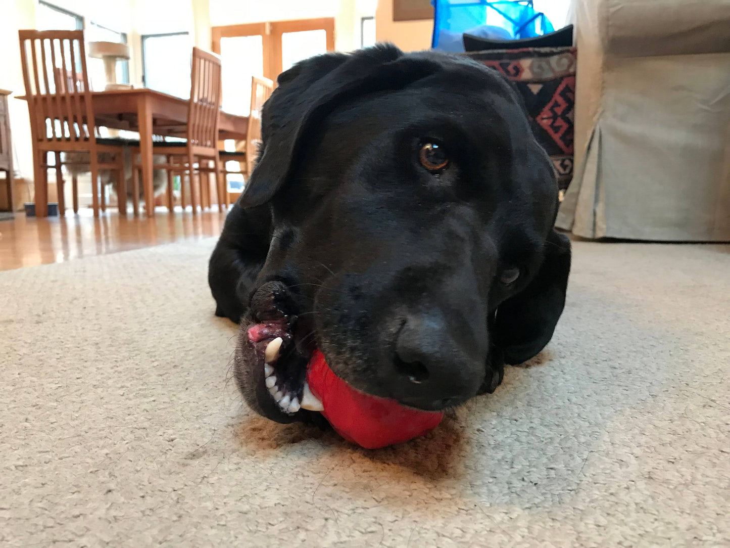 SodaPup - Spotnik Asteroid - Chew Toy - Retrieving Toy - Large - Red