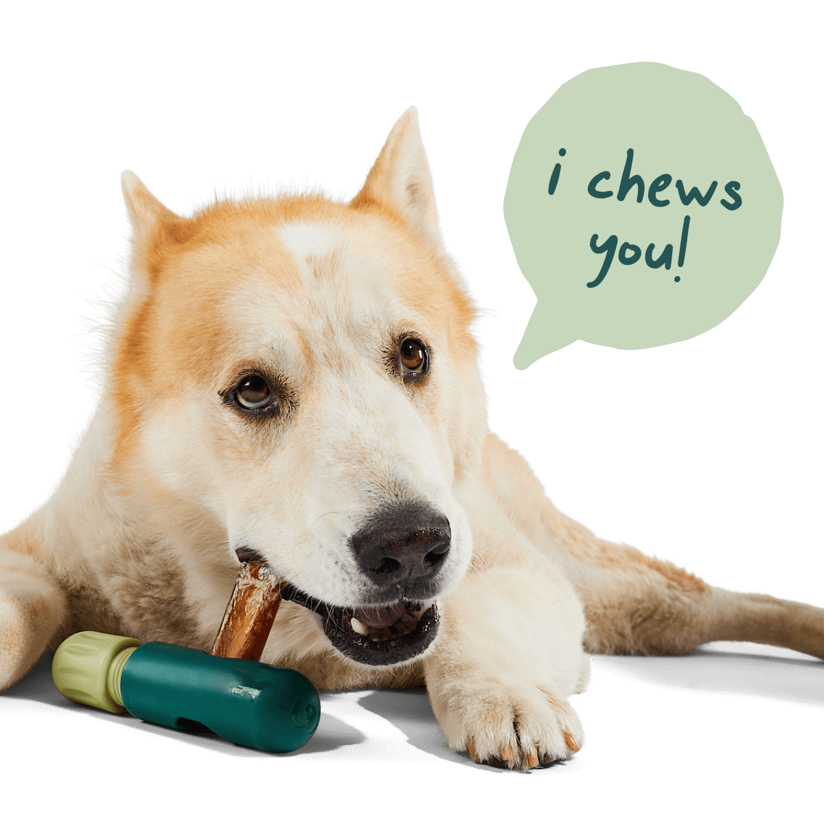 Woof - The BullySafe