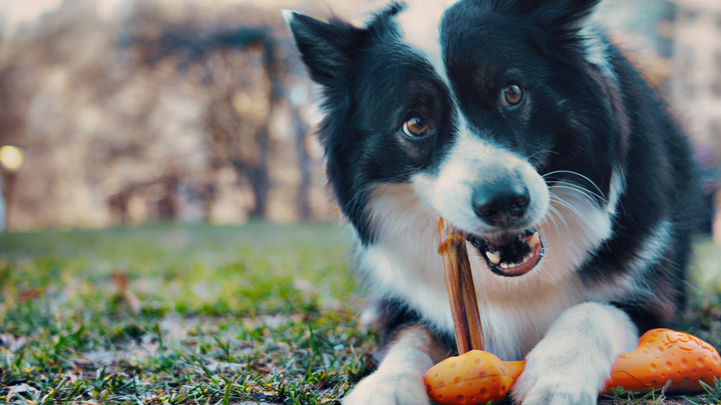 Tall Tails - GOAT Sport Bone Dog Toy - Medium