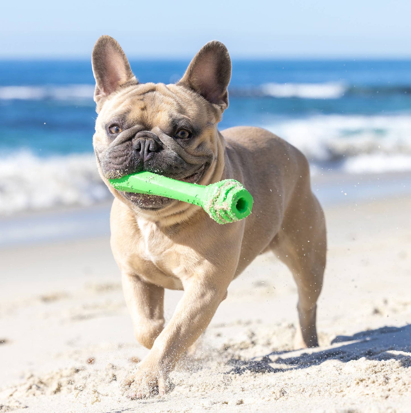 Project Hive Pet Company - Hive Fetch Stick