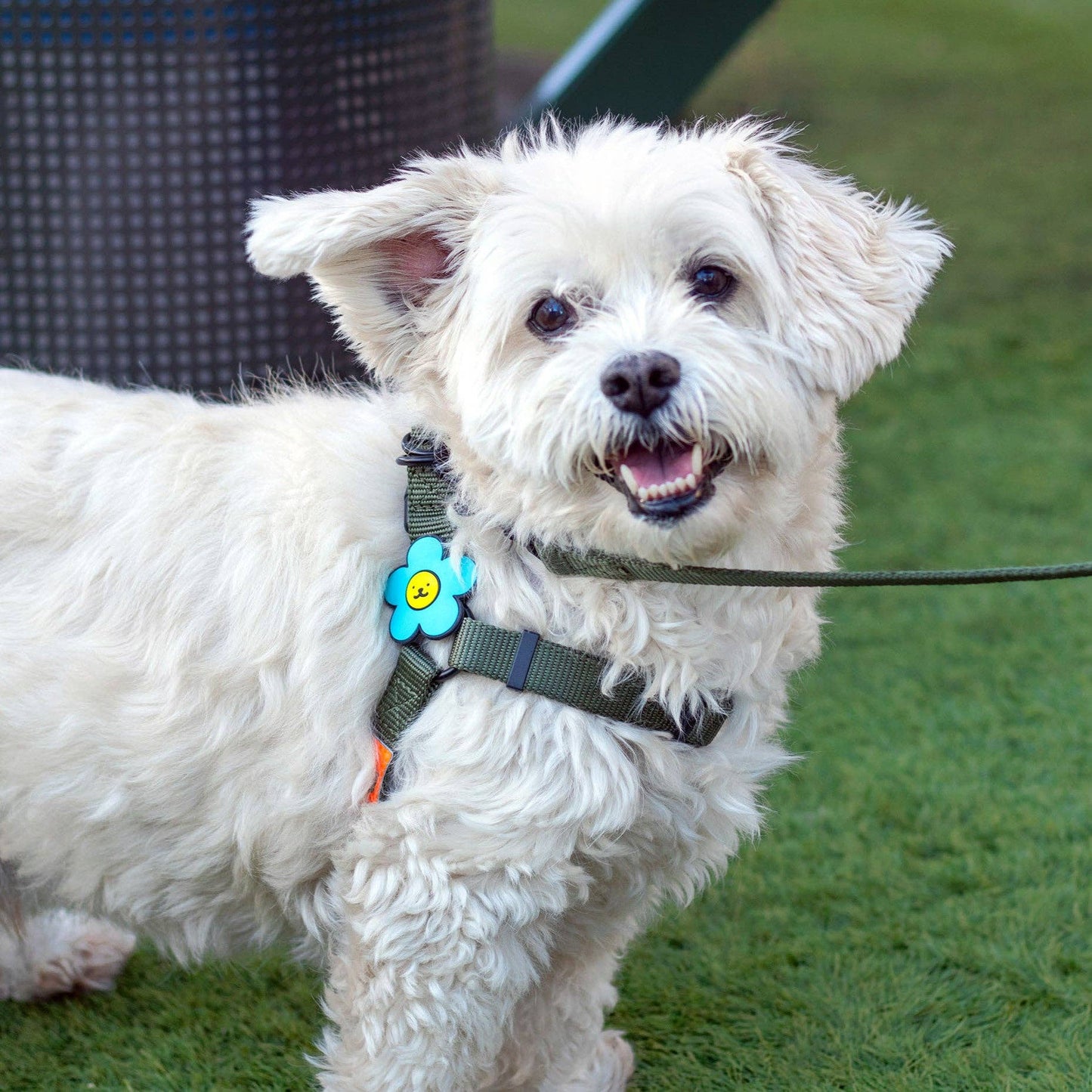 Jiby Dog Crew - Daisy Dog Jiby - White