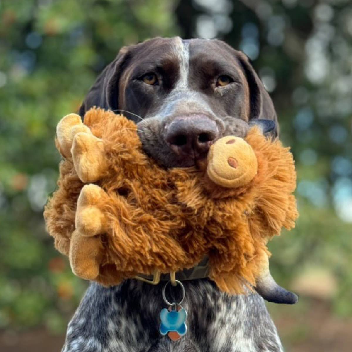 Tall Tails - Highland Cow with Squeaker Dog Toy
