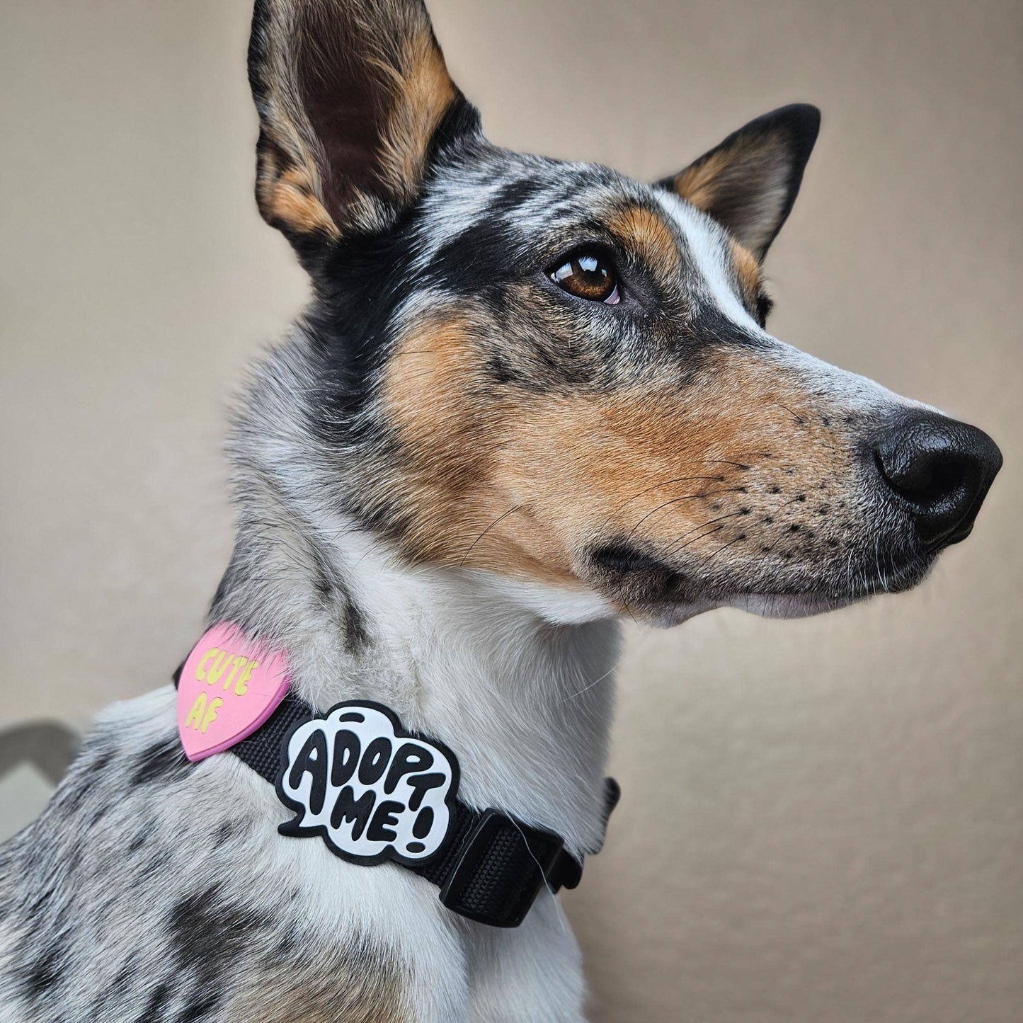 Jiby Dog Crew - Adopt Me Jiby