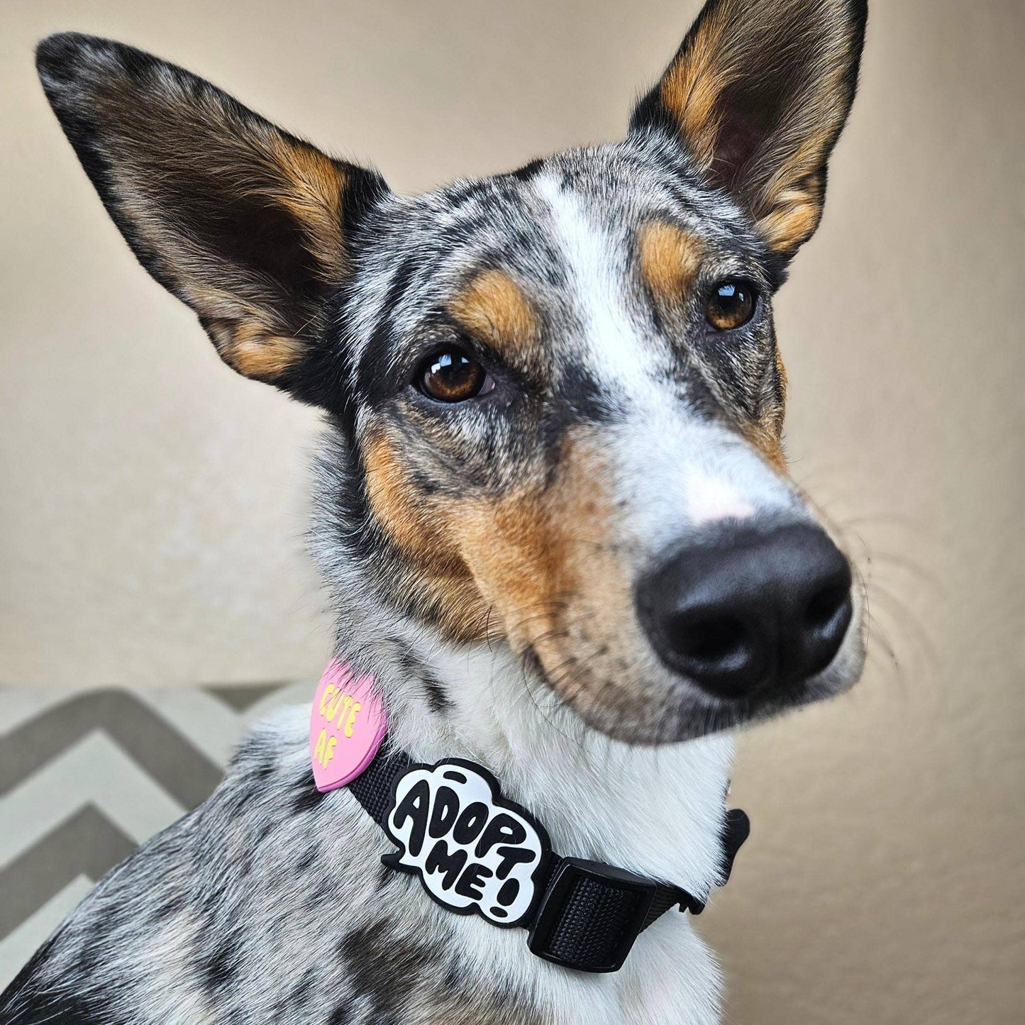 Jiby Dog Crew - Adopt Me Jiby