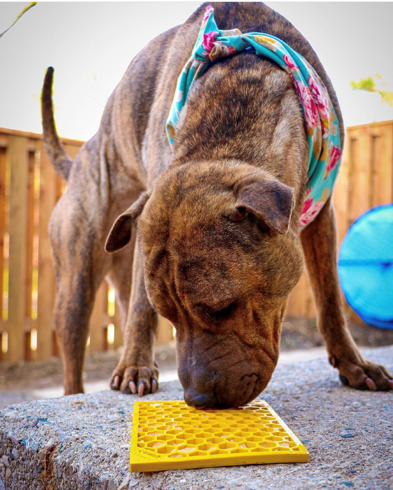 SodaPup - Honeycomb Design Emat Enrichment Licking Mat - Yellow - Larg - Large