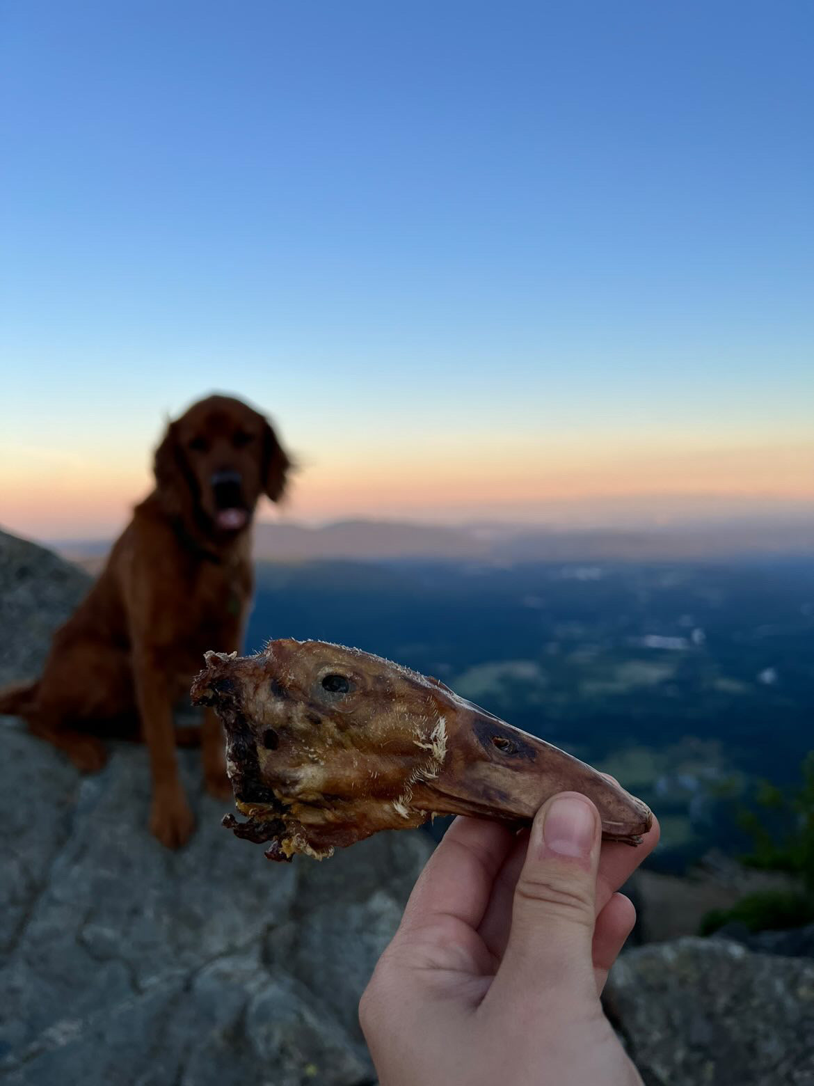 Duck Heads (ABF) - Doot's Pet LLC Collars For A Cause