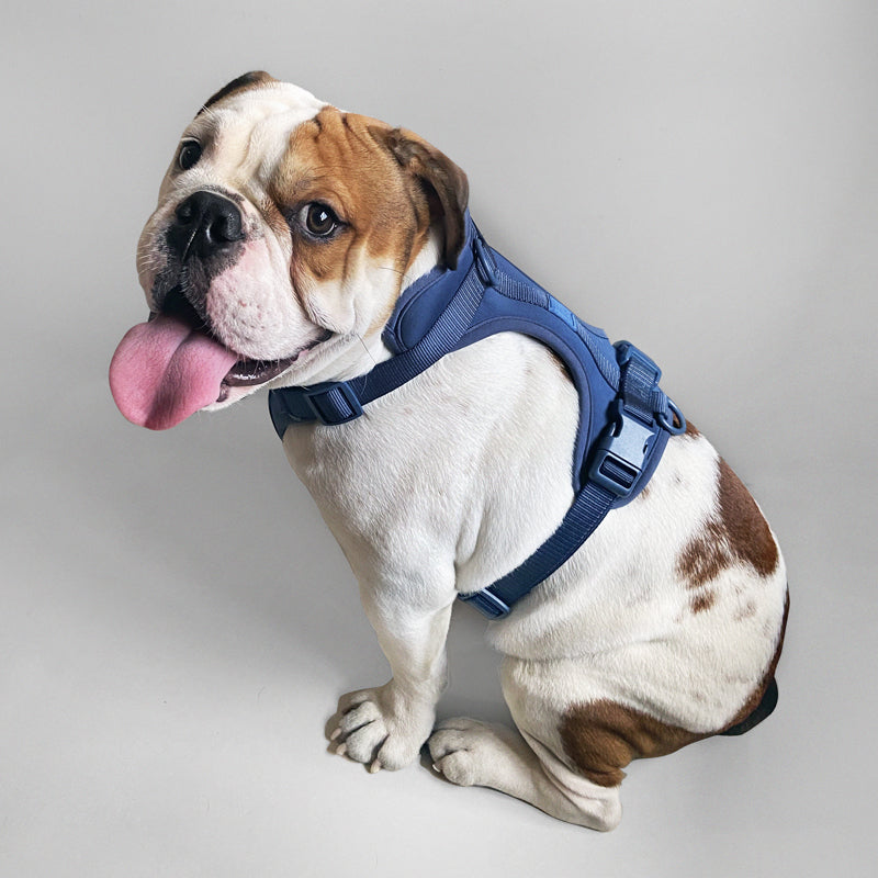 Come Here Buddy Harness