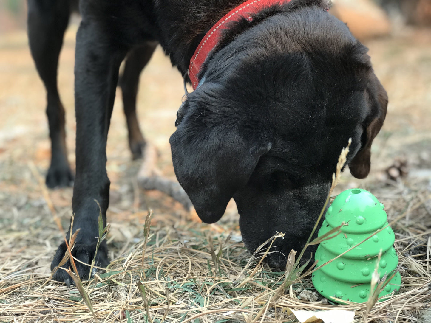 Christmas Tree eDispenser Durable Rubber Chew Toy & Treat Dispenser - Doot's Pet LLC Collars For A Cause