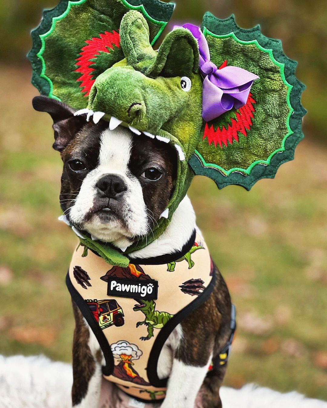 Brand Partner Harnesses/ Leashes