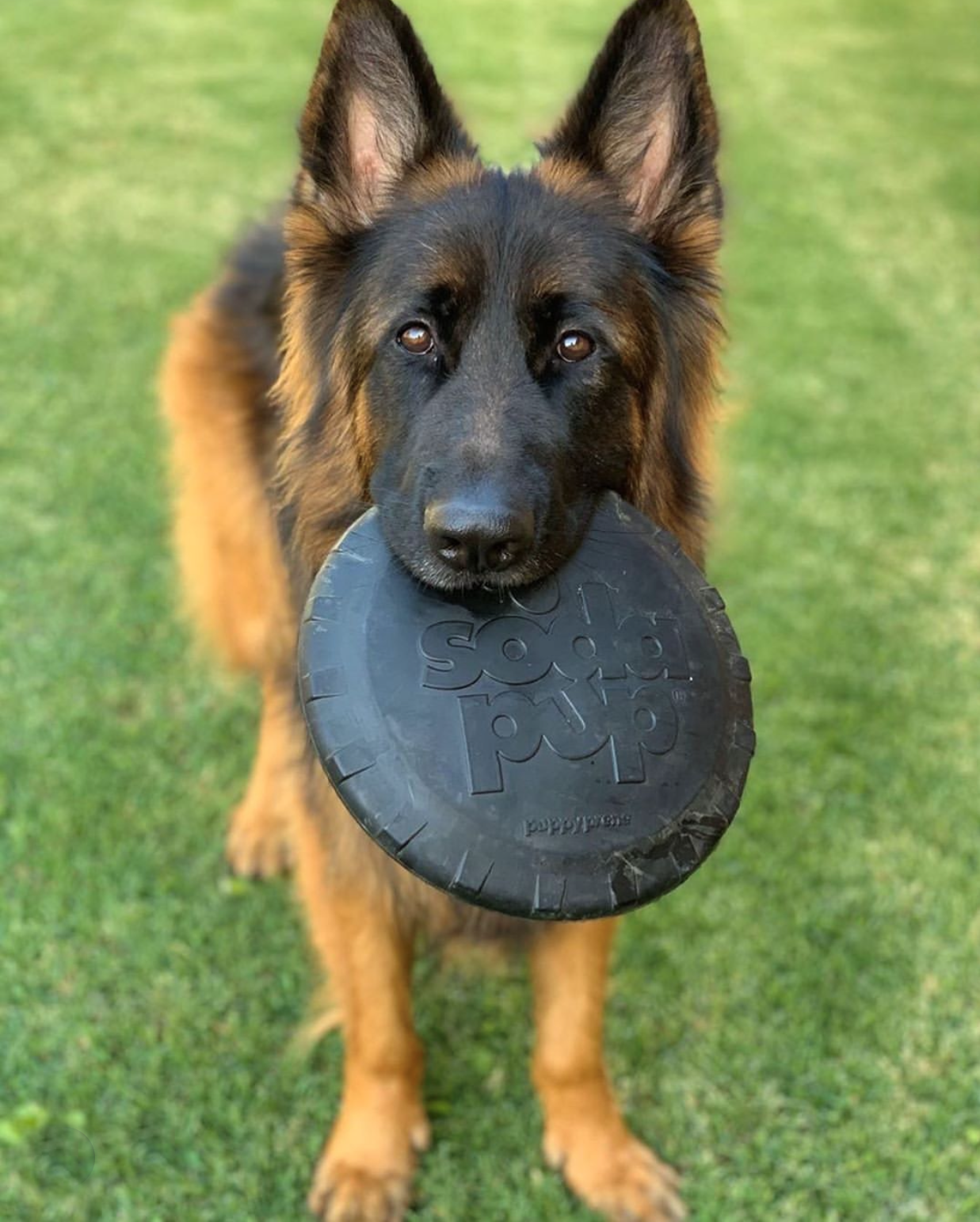 Nylon and Rubber Dog Toys