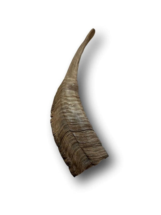 Doot's Chew Bar - Goat Horn Large 11"-13"