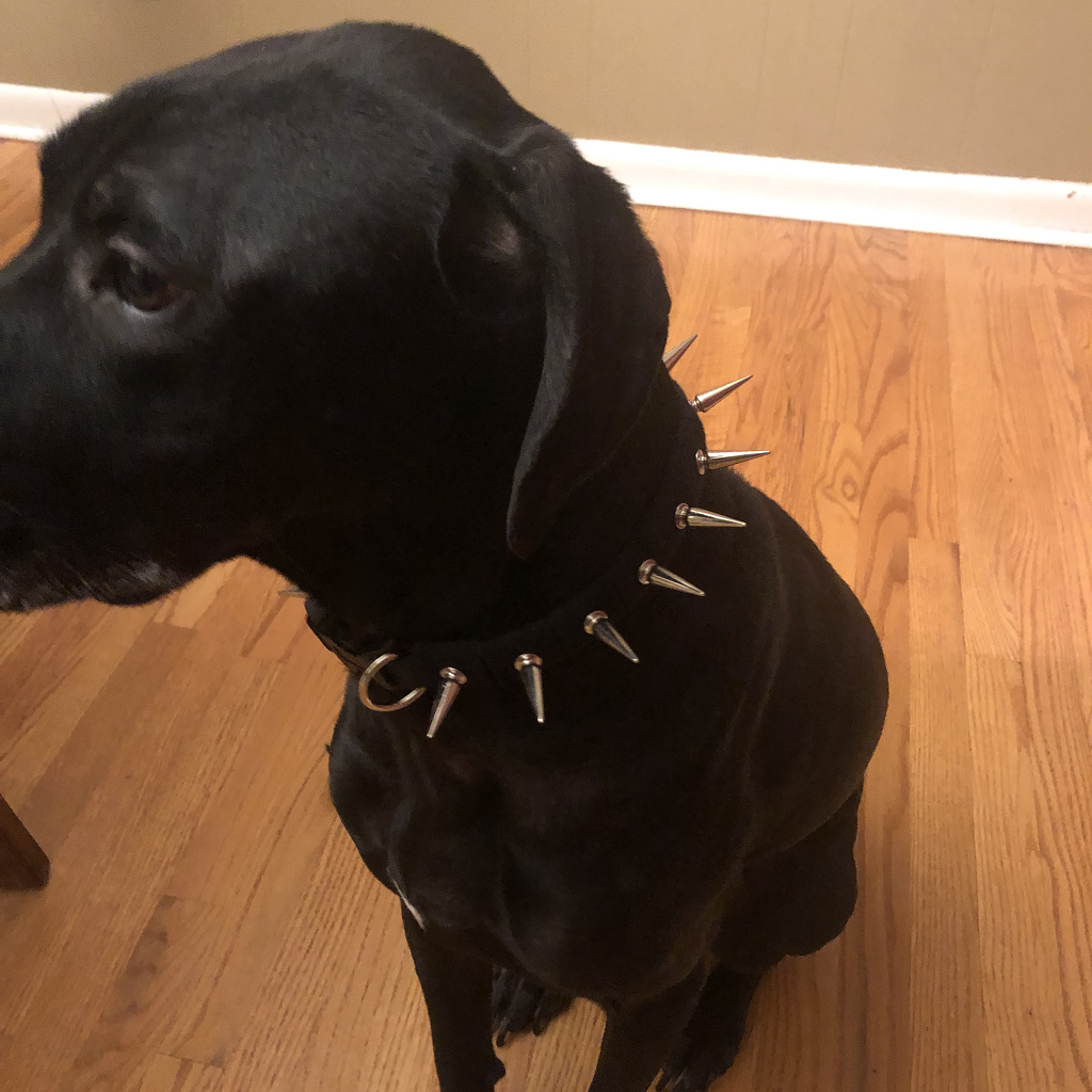 CoyoteCollar - Doot's Pet LLC Collars For A Cause