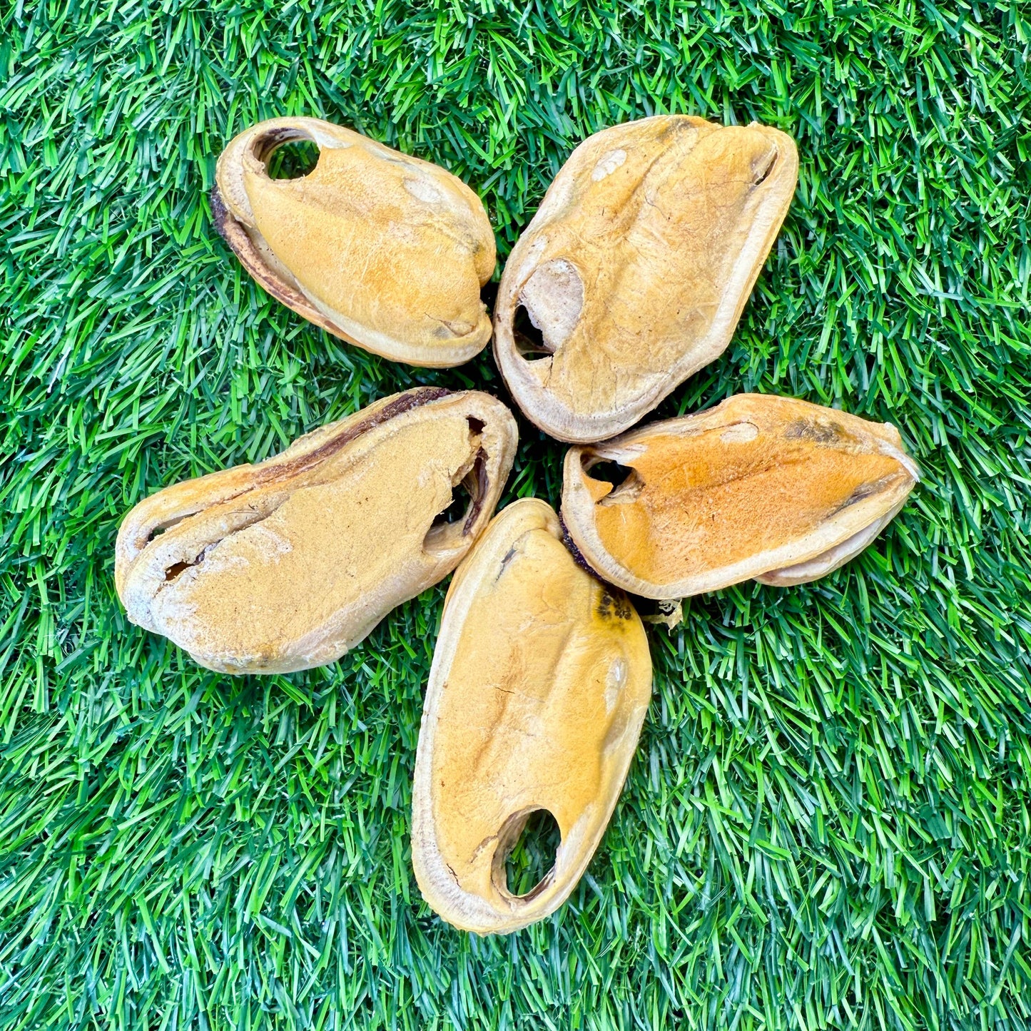 Doot's Chew Bar - Golden Nibbles - New Zealand Green-Lipped Mussel - Freeze-Dried  - 1 Mussel