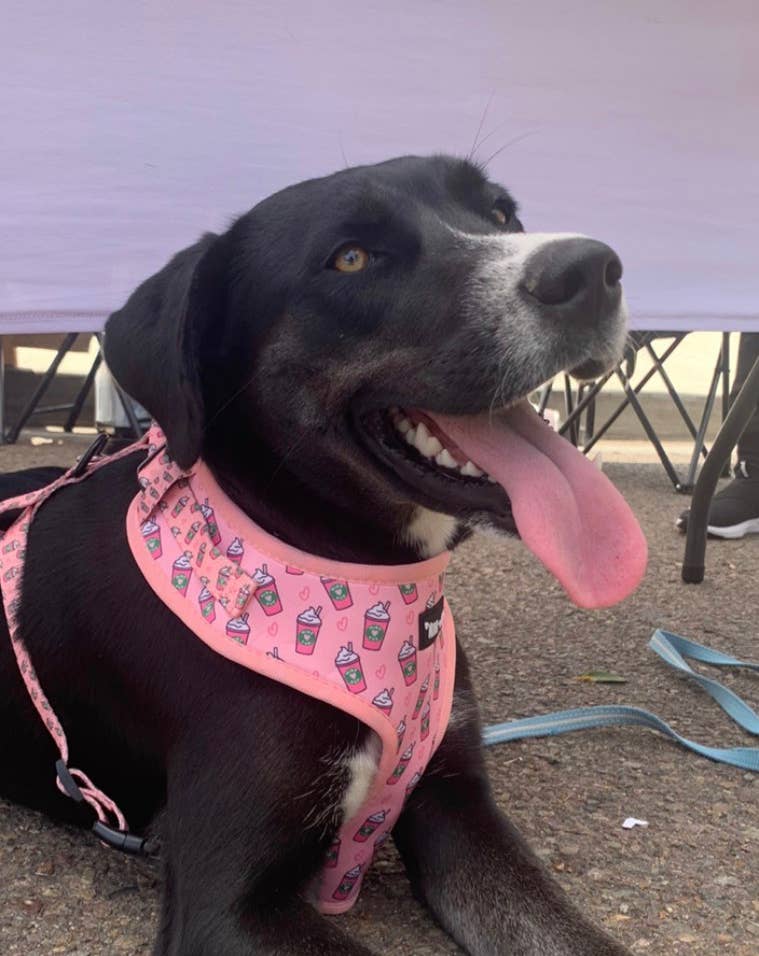 Mina + Pup - Pink Pupshake Adjustable Dog or Cat Harness