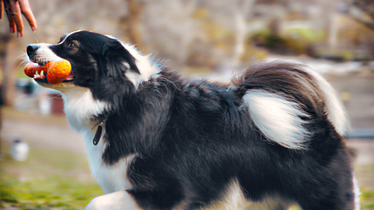 Tall Tails - GOAT Sport Bone Dog Toy - Medium