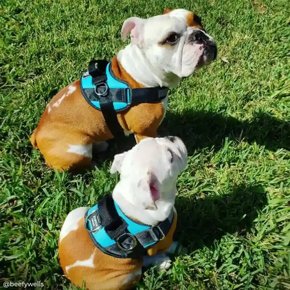 Joyride Harness - Joyride Basic Essential Dog Harness 1.0 - Blue Serenity XS, XXL