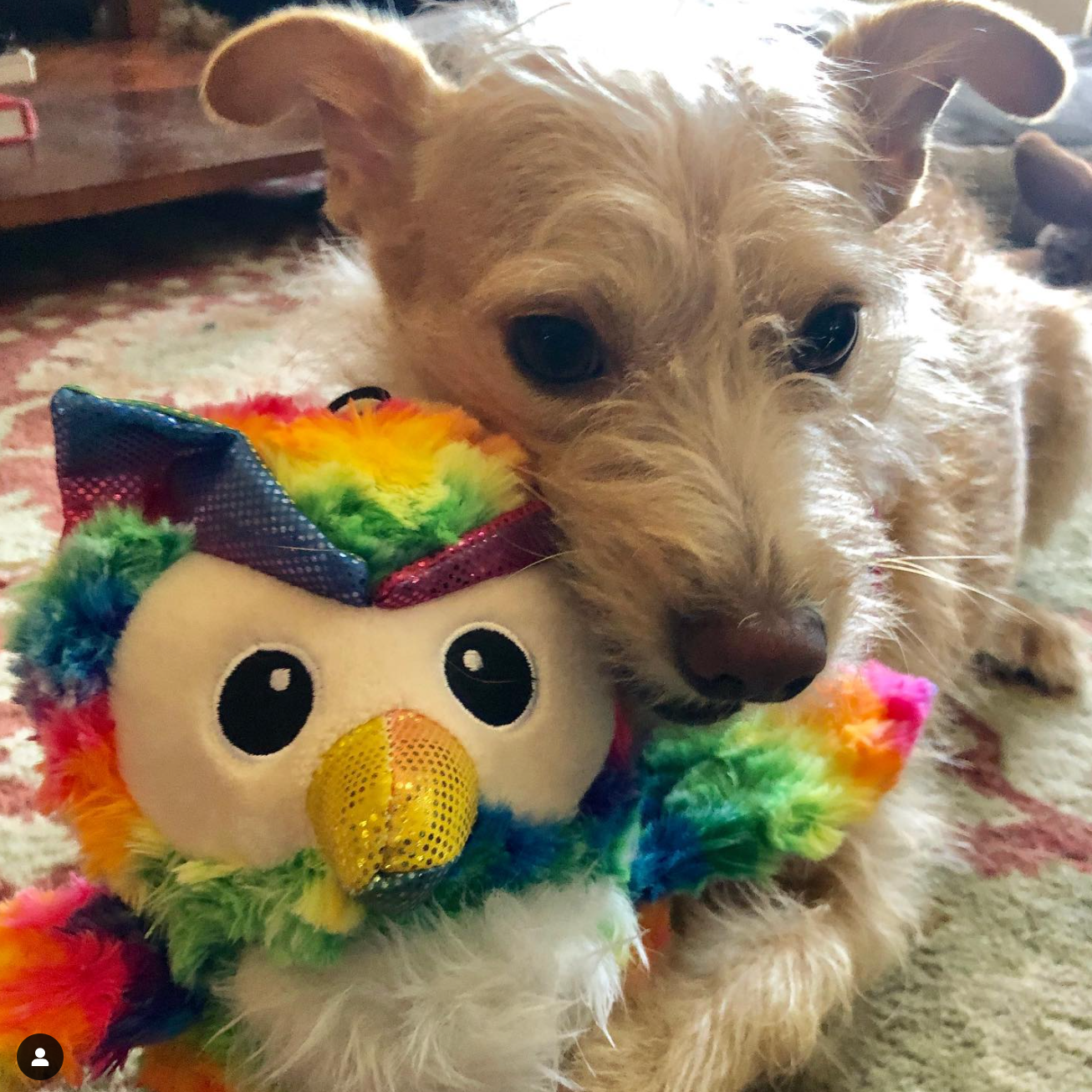 SnugArooz Baby Hootie the Owl Plush Dog Toy 5"