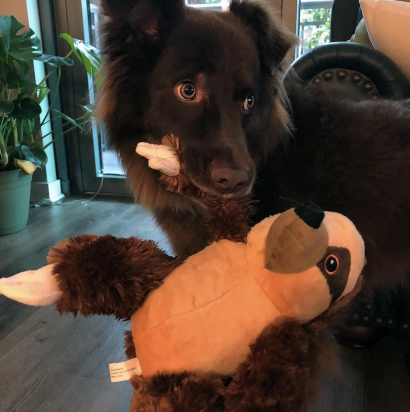 SnugArooz Sasha the Sloth Plush Dog Toy 11"
