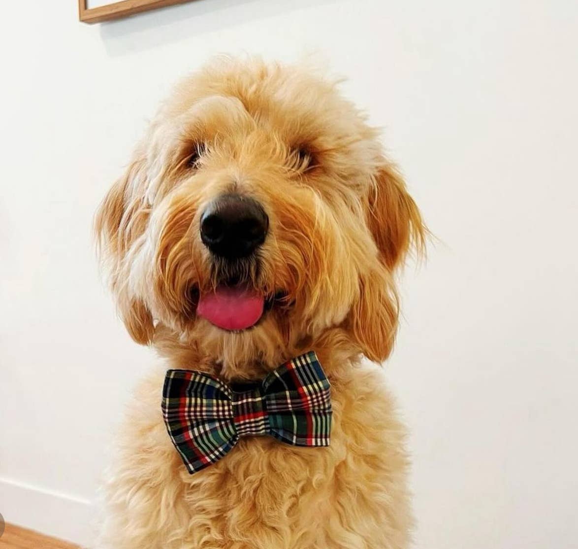 Baylor's Bow Ties - Squirrel Patrol Pet Bow Tie, Cute dog bow tie 