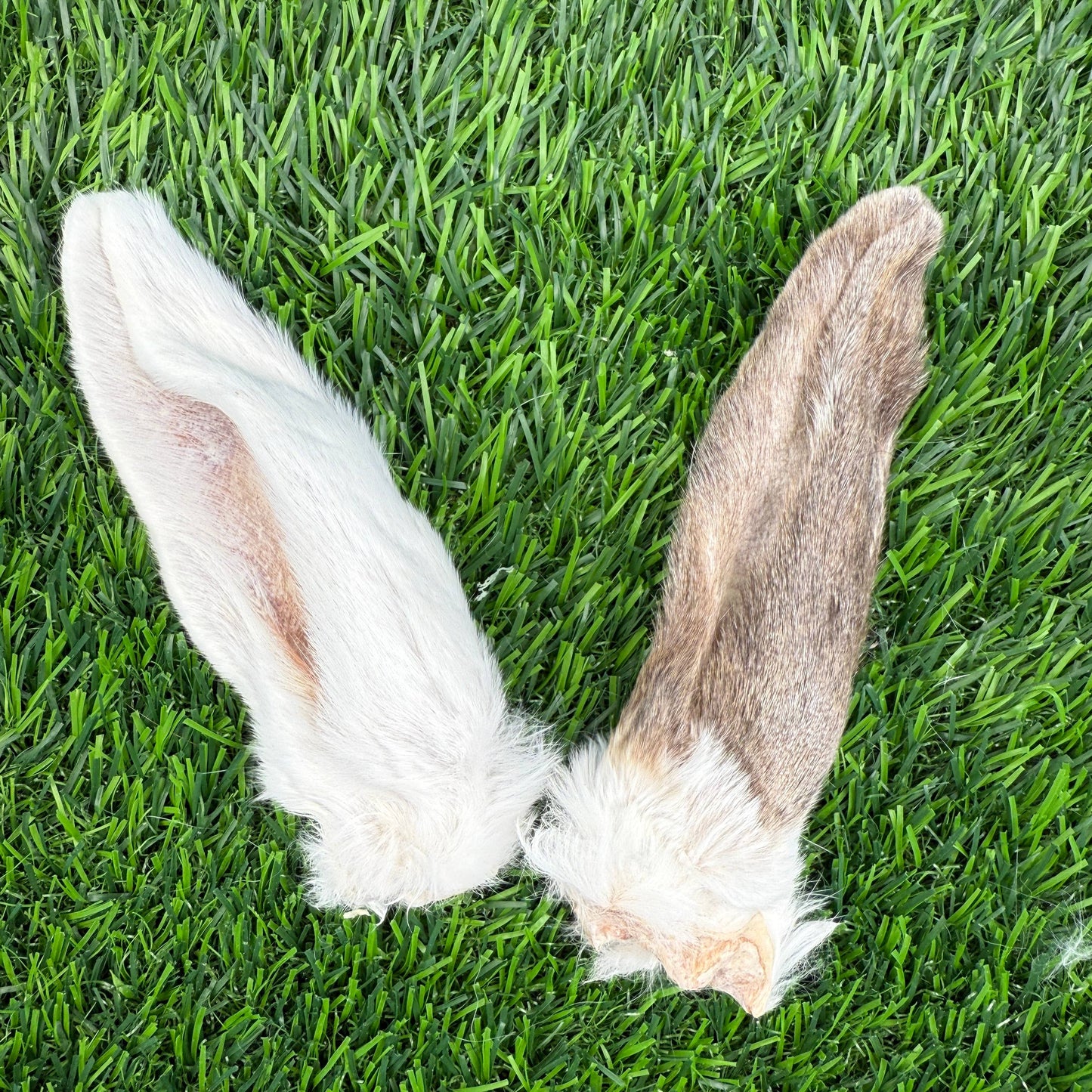 Doot's Chew Bar - Golden Nibbles - Rabbit Ear - Freeze-Dried Treat/Chew for Dogs & Cats