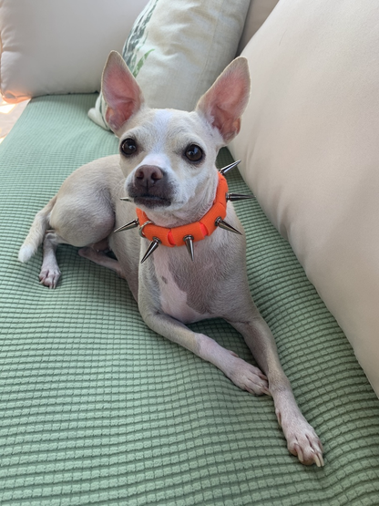 CoyoteCollar - Doot's Pet LLC Collars For A Cause