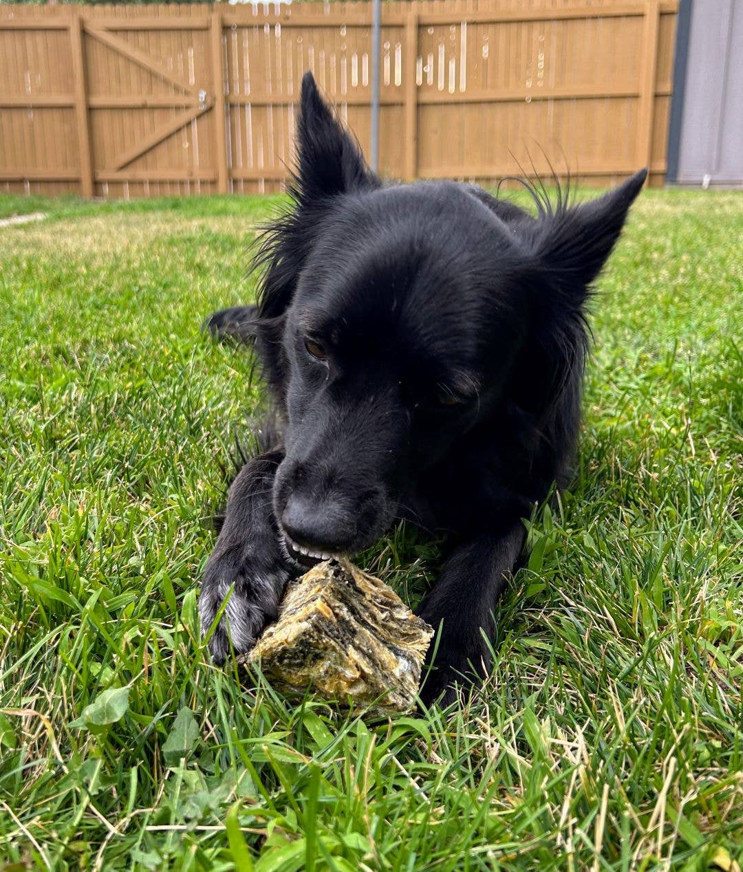 Doot's Chew Bar - Icelandic+ - Cod Skin Large Cube Dog Treat