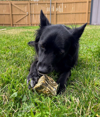 Doot's Chew Bar - Icelandic+ - Cod Skin Large Cube Dog Treat