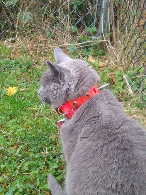 CoyoteCollar - Doot's Pet LLC Collars For A Cause