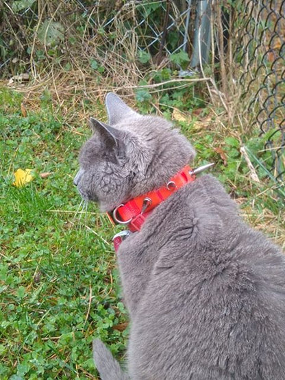 CoyoteCollar - Doot's Pet LLC Collars For A Cause