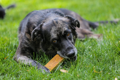 Healthy Dog Chews - Yak Cheese Chews Bulk SM/MD (ZDUR0101SM) -Single