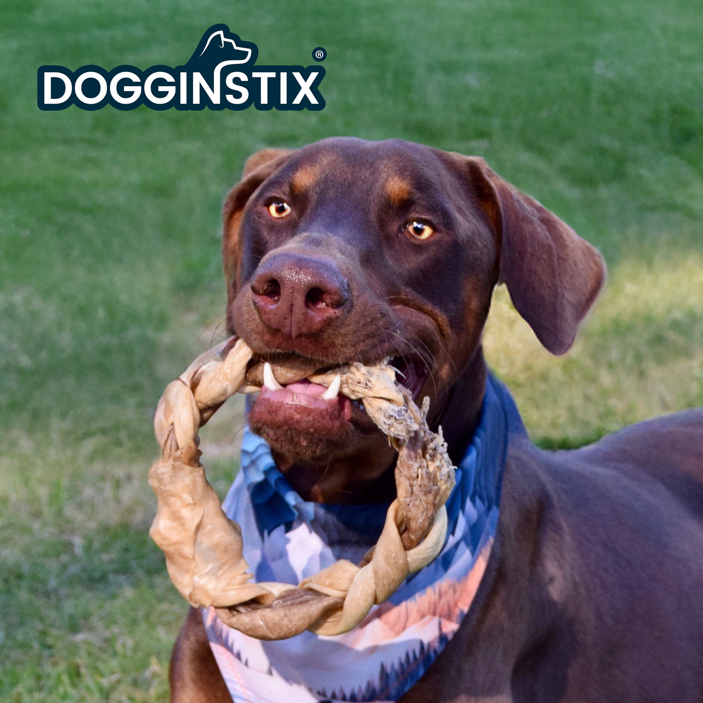 Doot's Chew Bar- Dogginstix - Braided Sticks Lamb Collagen Ring