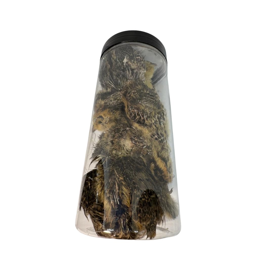 Bird Dog Training Quail - Premium Freeze-Dried Whole Quail for Dogs 5ct, Large (Chick) - Natural Prey Feeding Quality Protein Pet Treats - Doot's Pet LLC Collars For A Cause