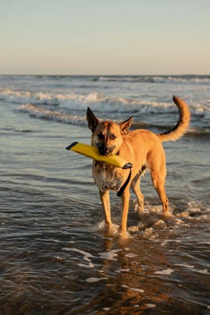 Katie's Bumpers - Best Tug Toy For Dogs KB Super Sqwuggie